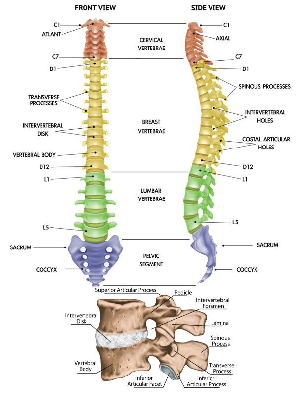 Anatomy | Conditions of the Spine | Neurosurgeon St. Louis, MO